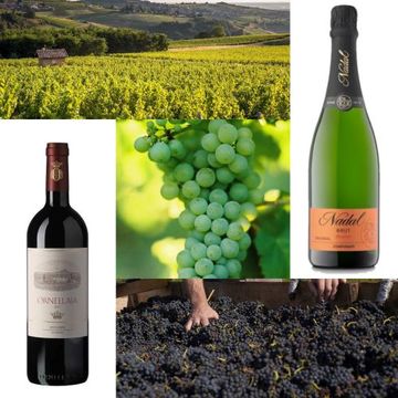 【贅沢な大人のワイン】プロが選ぶ「最強ワインリスト」美味しいワインが飲みたい！