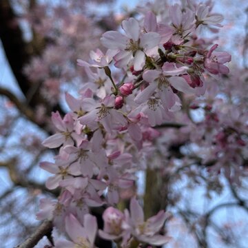 お花見へ＠上野公園