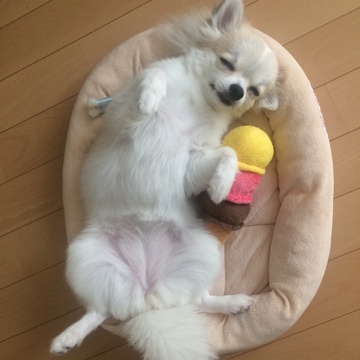 大好き！ペット⑤寝相は無防備ですが、マナーばっちりのお嬢さん。