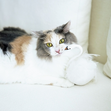 【あの人の溺愛ねこ図鑑 第10回】垣谷弥生さんの愛猫・ニコは赤ちゃんみたいな愛おしさ