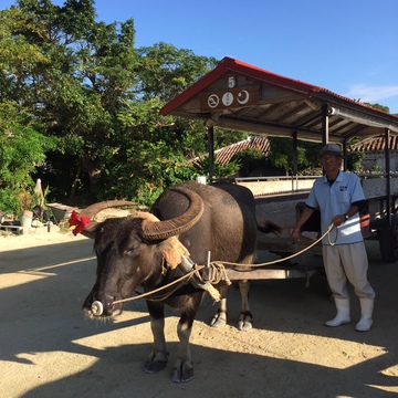 冬の沖縄のんびり旅。「星のや竹富島」は、さらに素敵に進化中