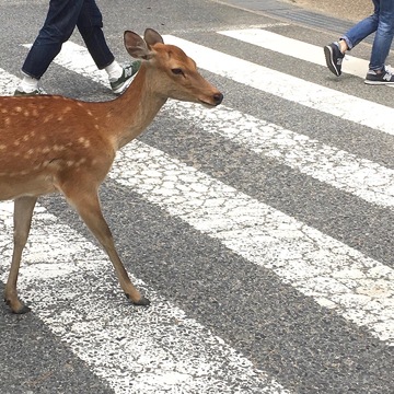 色々考えさせられる路上観察。