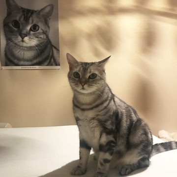 【動画】クリスマスプレゼントは猫草だよ