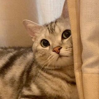 おめめ、キョロちゃん（動画）