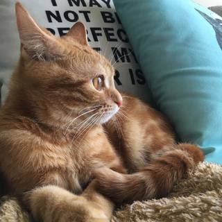 物思う猫たち。