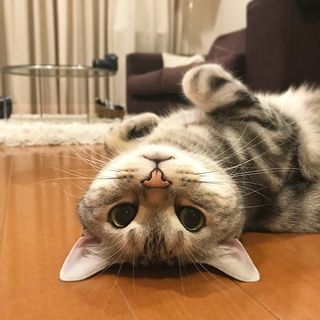 リラックス「ヘソ天」に、「キバチラ」アクセント⁉