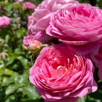 ふらふらと横浜散歩♪