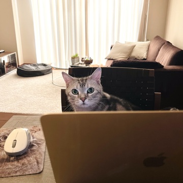アランは在宅勤務中！ブログを書く猫