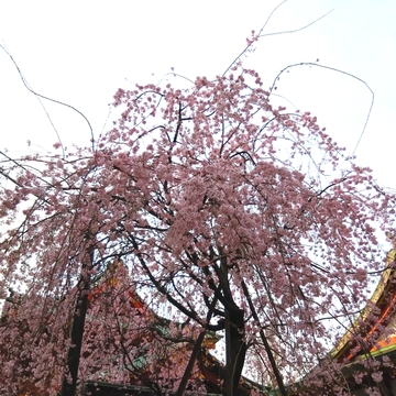 今月いただいた御朱印