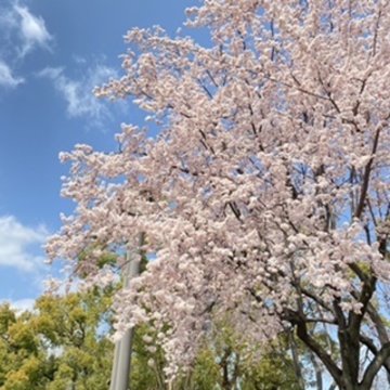 桜かと思いきや