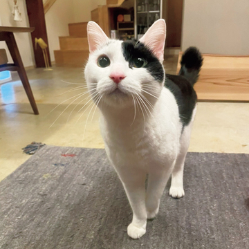 【あの人の溺愛ねこ図鑑 第25回】ツレヅレハナコさんの愛猫、あんきも