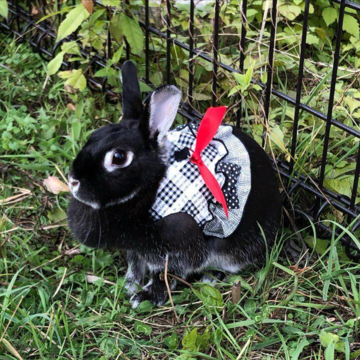 うさぎとの暮らし。