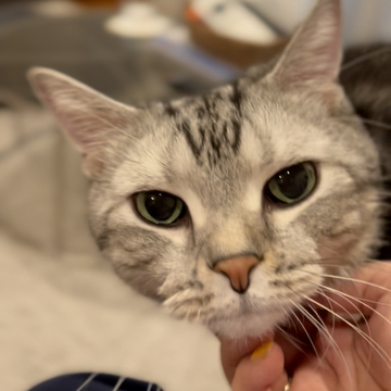 またもや！「ワンワン！」って鳴く猫⁉︎ 