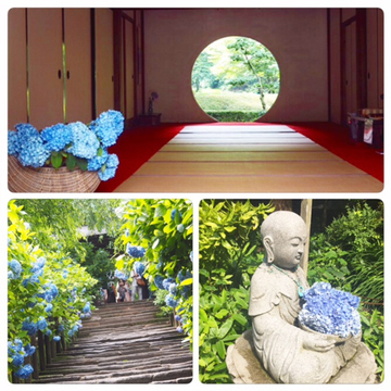 紫陽花を愛でる