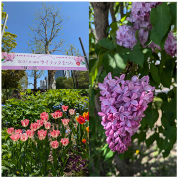 さっぽろライラックまつり