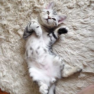 マヌルネコじゃないよ！