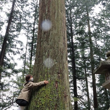 雨模様の春の高山祭