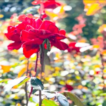秋バラの季節到来@京成バラ園🌹