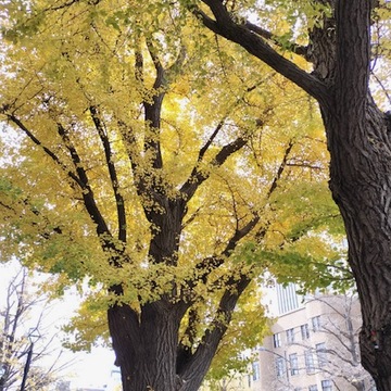 見納め紅葉～中華街から横浜街歩き