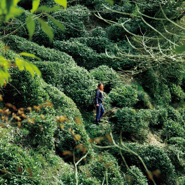 自生する茶樹を香り高く仕上げたこだわりのお茶『国友農園』【有元葉子、美味しいものは高知にあり】