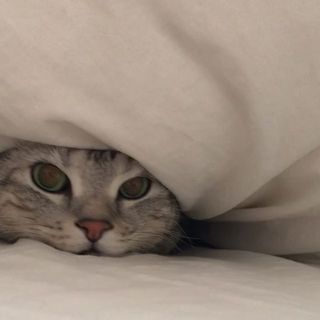 お客さんが来たから、隠れにゃくちゃ！