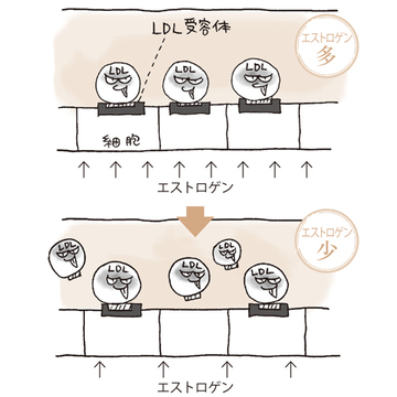 エクラ世代の「コレステロール値」を専門医が解説【アラフィーのコレステロール値】