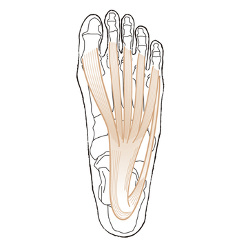 【50代、足と脚の違和感】足底腱膜炎って何？ 原因と対策について医師が解説！