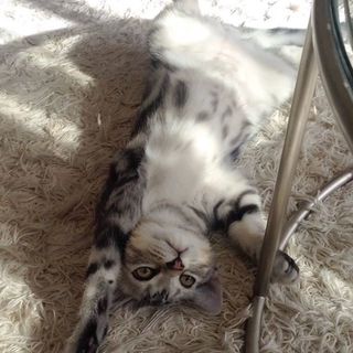 子猫アランの「バンニャーイ！」