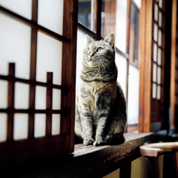 【あの人の溺愛ねこ図鑑 第16回】河井寬次郎記念館の看板猫・えき
