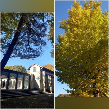 岩手から秋田 ②🍁角館、武家屋敷通り近くの美術館