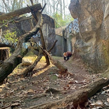 アルバムを振り返るたびに癒される可愛さ！多摩動物公園のレッサーパンダ