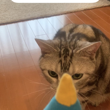 猫 VS. ペンギン！　宿命の対決にゃ！　ペンギンちゃん蹴りぐるみをぶっとばすアラン！