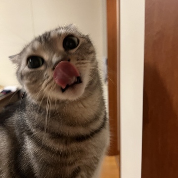 見て見て！「猫の変顔」4選