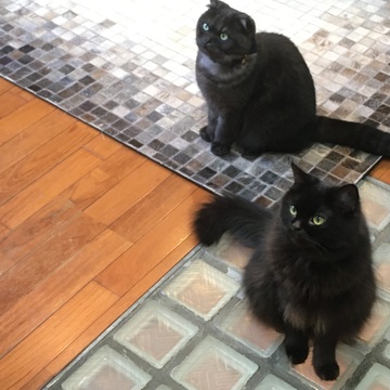 【あの人の溺愛ねこ図鑑 第12回】小島直子さんの愛猫・スコティッシュフォールドのセルとぺぺ