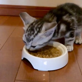 食欲旺盛！　生後2ヶ月のアラン