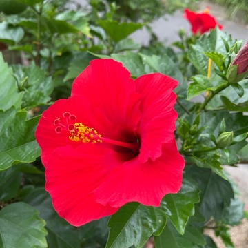 残暑お見舞い申し上げます。