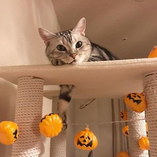 仮装が苦手なアランのハロウィンは⁉︎