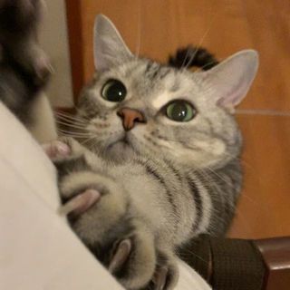 必死すぎるネコチャン⁉︎