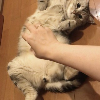 わしゃわしゃわしゃ！