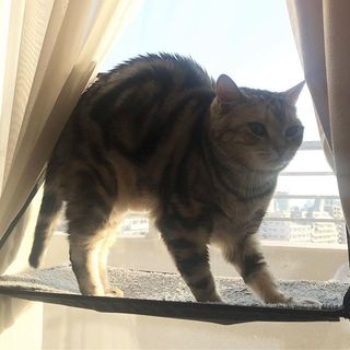 アランの健康法は？