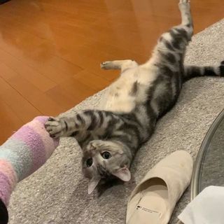 真剣白刃どりにゃ！（動画）