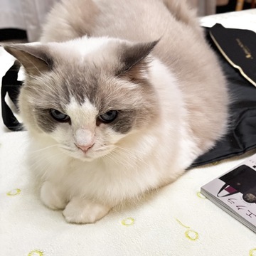 ねこちゃんあるある