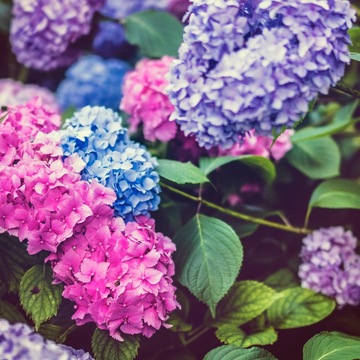 遅くない！　やりたいことがあるなら始めましょう！【ママが心地よく過ごすコーチング】