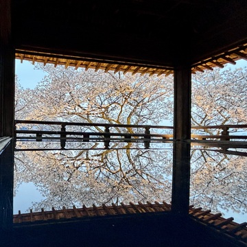 桜、超･絶景。そしておやつとお土産も忘れない。