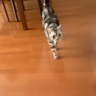 「おか〜ん！」としゃべる猫