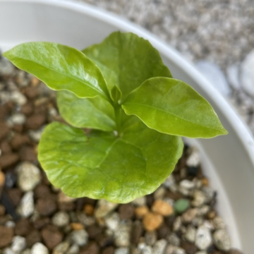 コーヒー栽培始めました。