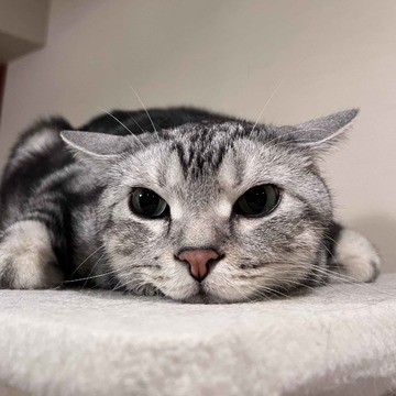 猫なのにイカ？