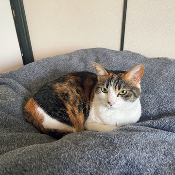 【あの人の溺愛ねこ図鑑 第28回】村雨辰剛さんの愛猫、芽吹き