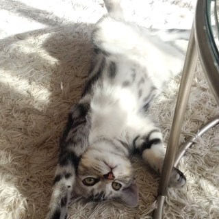 ヘソ天の王子様