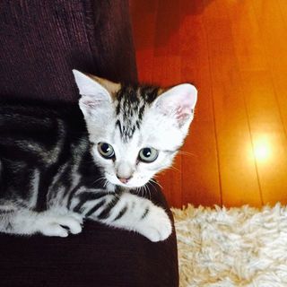 土曜日はBABY ALAIN 